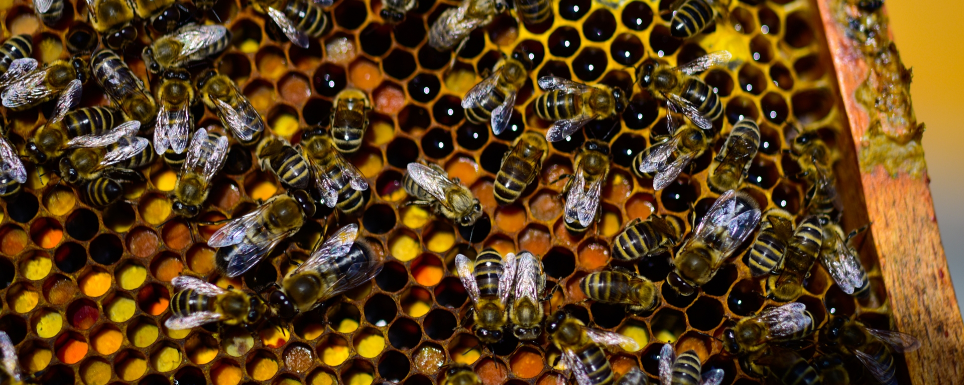 Honig Bienen Workshop