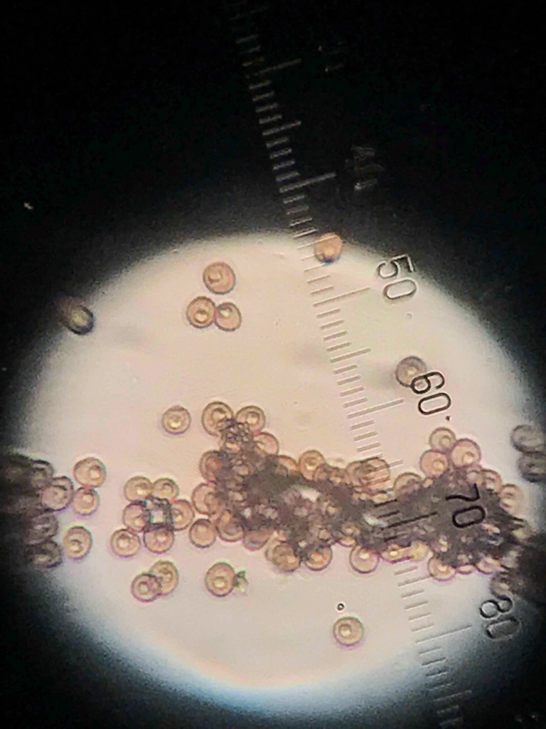 Microbotryum dianthorum